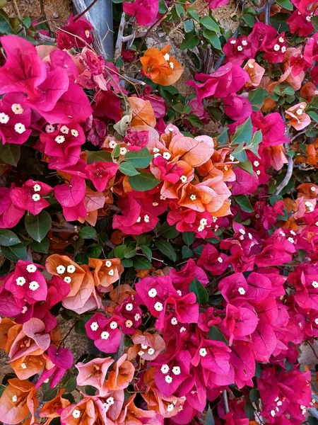 Красочный Розовый Фиолетовый Каскад Бугенвиллии Цветы Цвету Прикреплены Стене Дома — стоковое фото