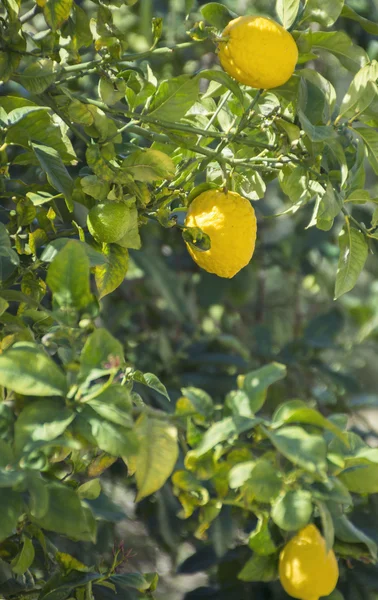노란색 레몬과 햇빛에 신선한 녹색 잎과 레몬 나무의 가지 — 스톡 사진