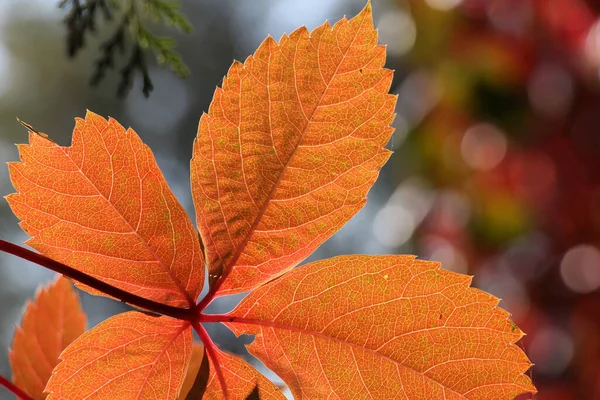 Tree Leaves Change Color Autumn Colorful Leaves Reverse Light Plant — Stock Photo, Image