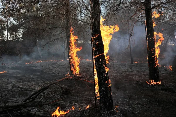 Images Feu Forêt Brûler Les Arbres Feu Fumée — Photo