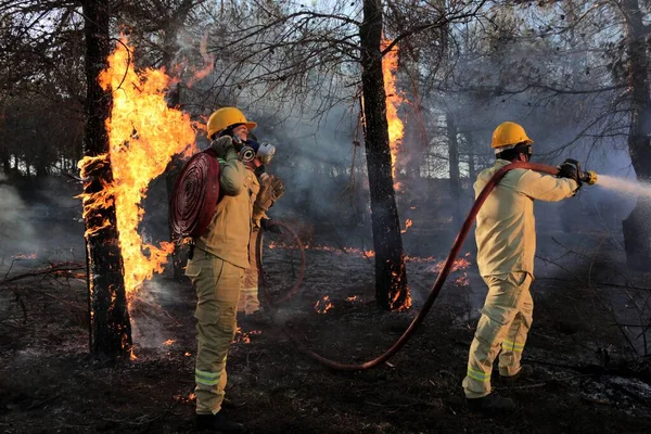 Orman yangını söndürme işi. İtfaiyeciler orman yangınını söndürüyor..