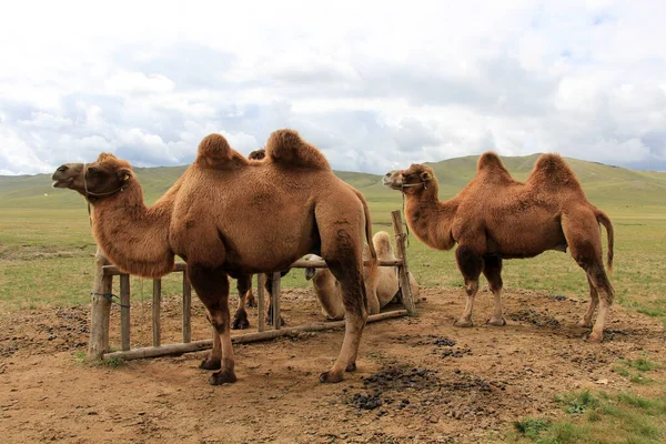 Bactrian develeri Orta Asya 'ya özgü bir türdür. Moğolistan bozkırlarında yürüyen farklı renkli Asya develeri..