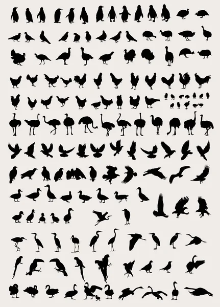 Bird and Fowl Silhouettes — Stock Vector