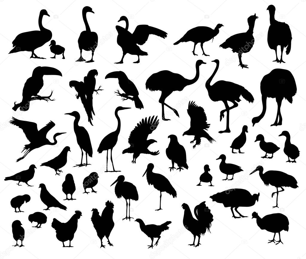 Silhouette of birds and poultry animal