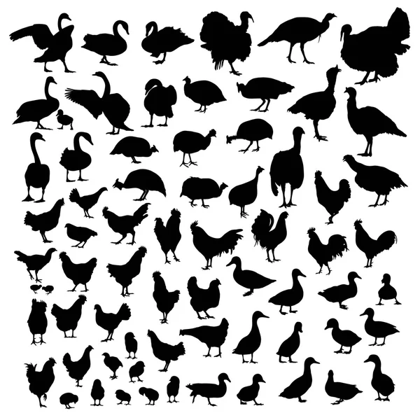 Poultry animal silhouettes — Stock Vector