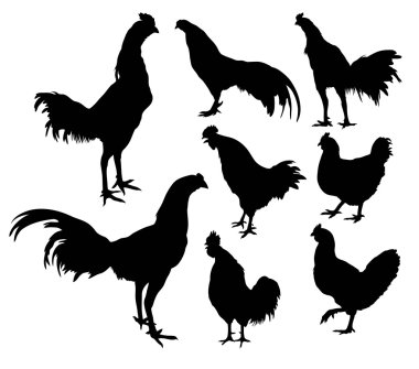 Horoz ve horoz Silhouettes