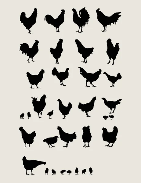 Conjunto de gallos y siluetas de pollo — Vector de stock