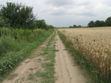 Tarla yolu ve buğday tarlası
