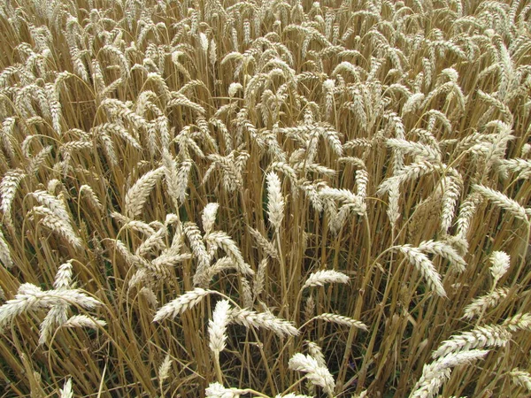 Пшеница Деревне — стоковое фото