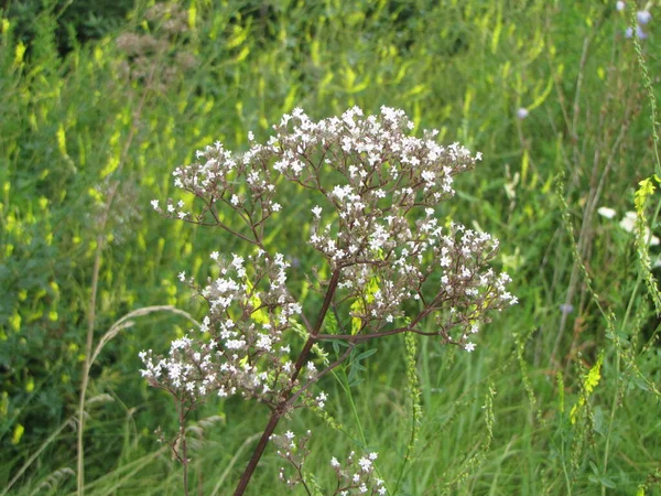 Flores Valeriana Campo — Foto de Stock