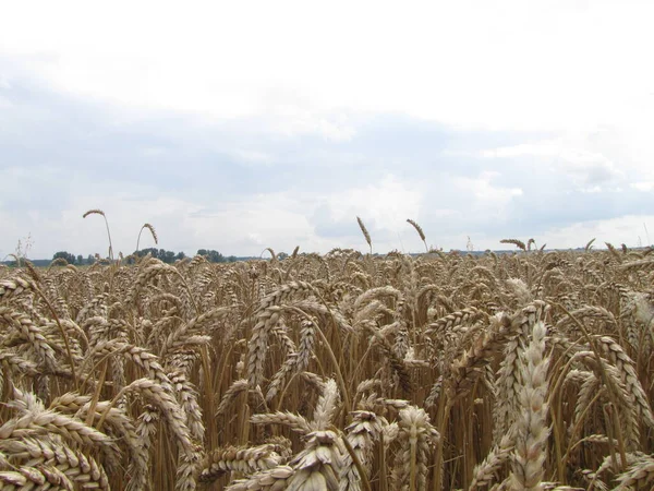 Wheat Field Harvest — Stock Photo, Image