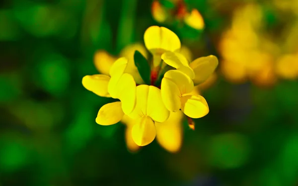 Field plants — Stock Photo, Image