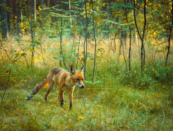 Fox en la naturaleza — Foto de Stock