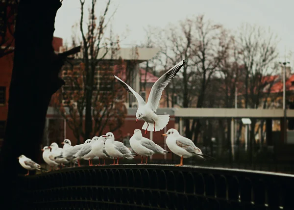 Kentsel ortamda vahşi hayvanlar.