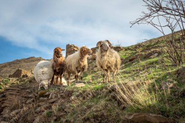 Bir dağ köyünde otlayan bir koyun sürüsü ön planda dört koyun, arka planda dağlar ve binalar