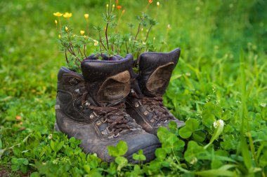 Çiçekler, çiçekliğin orijinal tasarımı için eski gereksiz ayakkabılara yerleştirilir..