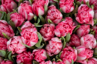 Yeşil listeli güzel laleler.