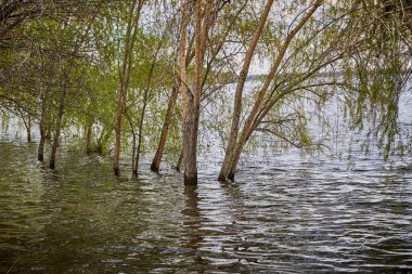 Nehirdeki bahar seli, sudaki ağaçlar.