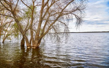 Nehirdeki bahar seli, sudaki ağaçlar.
