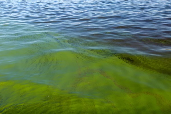 Grünalgen Der Wasseroberfläche Aufgrund Von Phosphatverschmutzung — Stockfoto