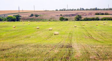 Haymaking. Hasattan sonra tarlada saman ruloları.