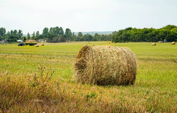 Haymaking Rolls Jerami Lapangan Waktu Panen — Stok Foto
