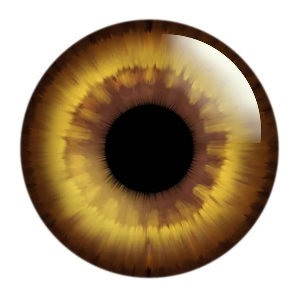Göz Teması Kurarak Yeşil Kahverengi Gözler — Stok fotoğraf