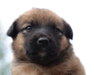 Zencefilli bir köpeğin kafasının yakın plan fotoğrafı..