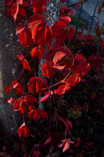 Herfst Bladeren Van Wilde Druiven Zijn Rood Geworden Een Deel — Stockfoto