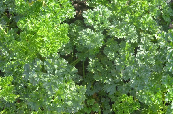 Pietruszka Rośnie Naturalnie Ogrodzie — Zdjęcie stockowe