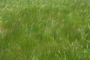 Geçmişi. Yeşil çimenler, rüzgarda sallanıyor gibi..