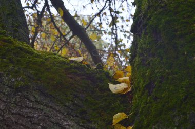 Gösterilen yaşlı bir ağaç yosunla kaplıdır. Üzerine sonbahar, sarı yapraklar düşer.