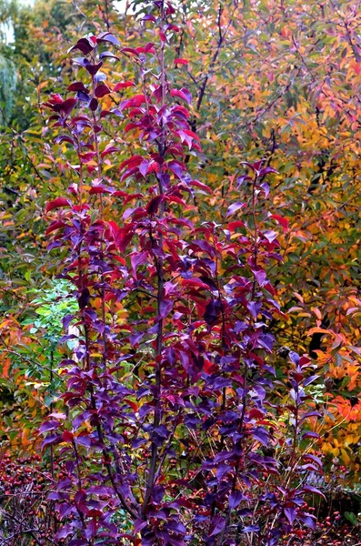 Een Perenboom Werd Gefotografeerd Tegen Achtergrond Van Herfstblad Waarvan Bladeren — Stockfoto