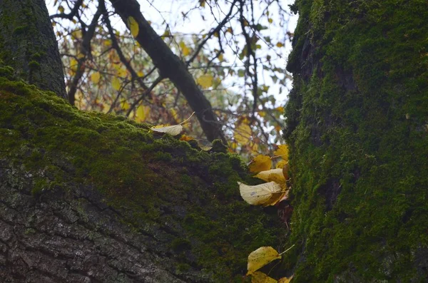 Mostrado Uma Árvore Velha Coberta Com Musgo Que Outono Folhas — Fotografia de Stock