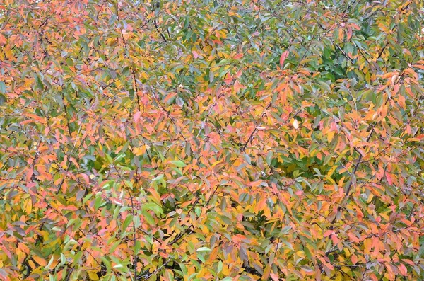 Herfst Bladeren Van Een Pruimenboom Geel Groen Oranje Als Een — Stockfoto