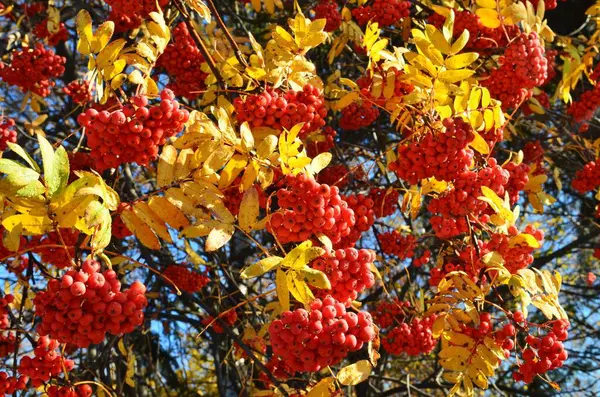 Autunno Bacche Sorbo Rosso Brillante Uno Sfondo Foglie Gialle Cielo — Foto Stock