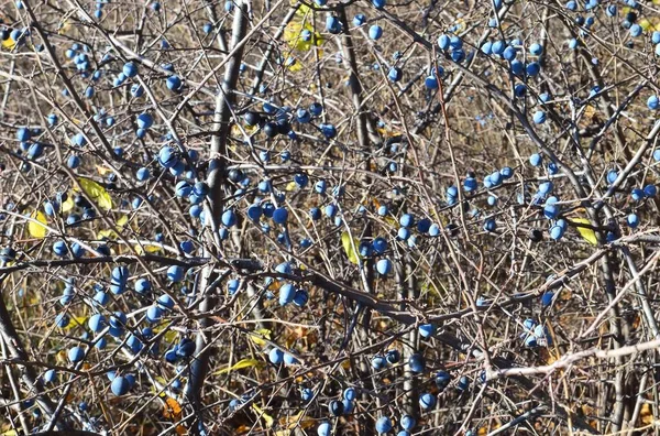 Arbusto Espinoso Otoño Sin Hojas Pero Con Frutos Azules Maduros —  Fotos de Stock