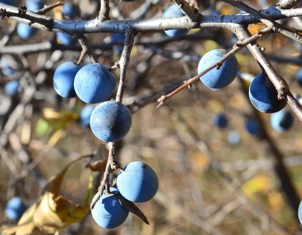 Primo Piano Che Mostra Bacche Biancospino Maturazione Blu — Foto Stock