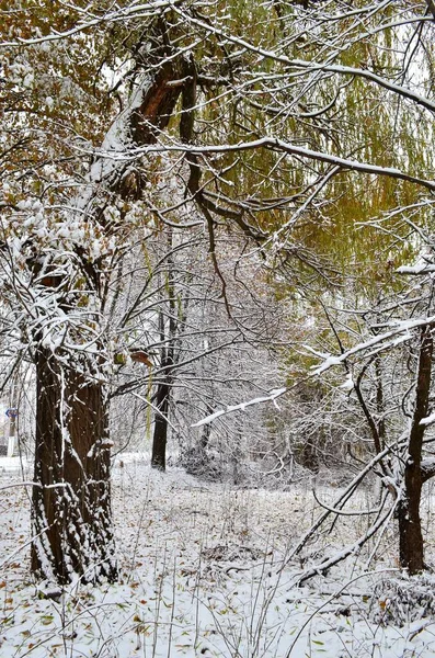 Antiguo Parque Árboles Hierba Cubierto Con Primera Nieve — Foto de Stock
