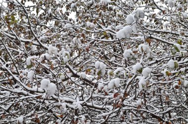 Şiddetli kar yağışı. Ağaçların dalları tamamen karla kaplı.