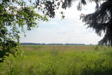 Yazın sadece otların yetiştiği bir tarlanın fotoğrafını çektim.