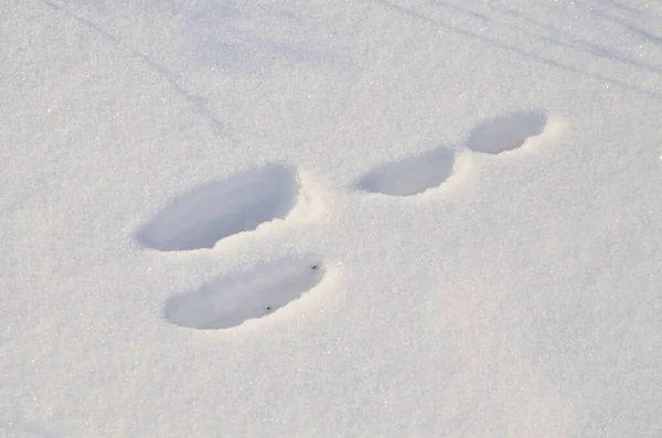 Het Konijn Heeft Zijn Sporen Achtergelaten Pluizige Sneeuw Stockafbeelding