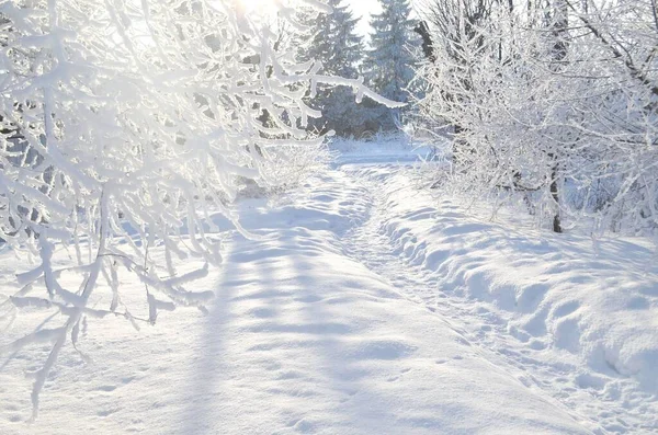 Winter Park Photographed Path Snow Bright Sun Shines Branches Trees — Stock Photo, Image