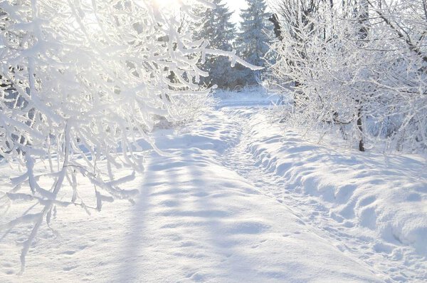A winter park was photographed, a path, snow, a bright sun shines through the branches of trees covered with snow.