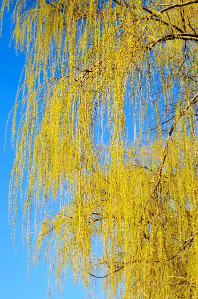 Sauce Floreciente Fue Fotografiado Sobre Fondo Una Primavera Brillante Cielo —  Fotos de Stock