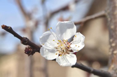 İzole edilmiş kayısı çiçeği yakından çekilmiş.