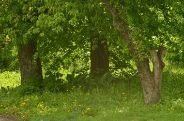Eski parkı, ağaçları, yeşil otları, karahindibaları ve bahar güneşini izliyorum.