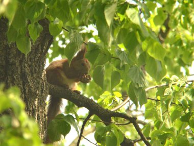 Fındık kemiren bir sincabın fotoğrafından.