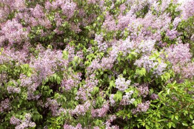 Kocaman bir leylak çalısının fotoğrafını çektim.