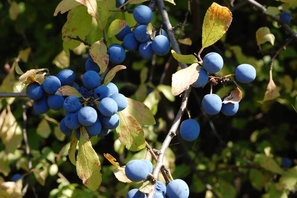 Autunno Frutti Spina Blu Maturi Pendono Ramo — Foto Stock